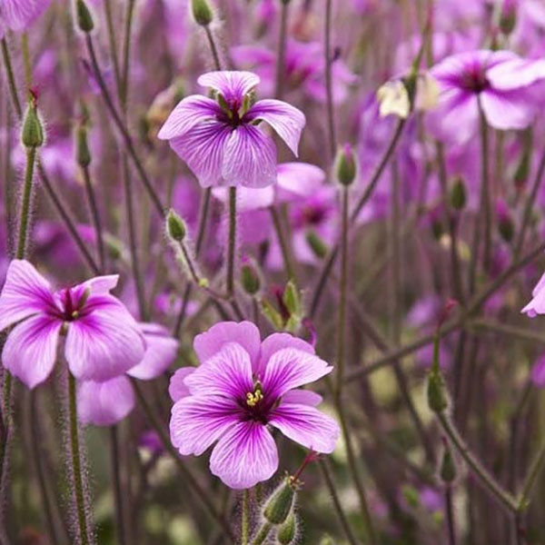 Shade Perennials