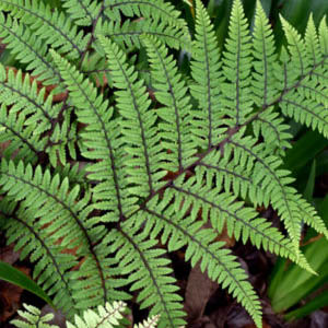 Ferns