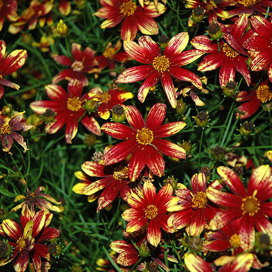 Coreopsis