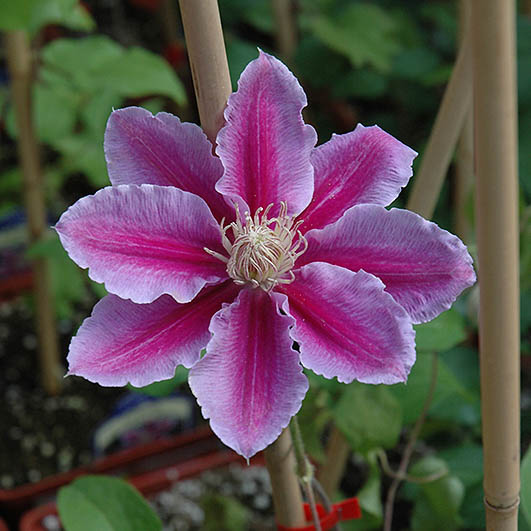 Clematis