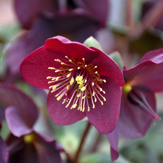 Hellebores