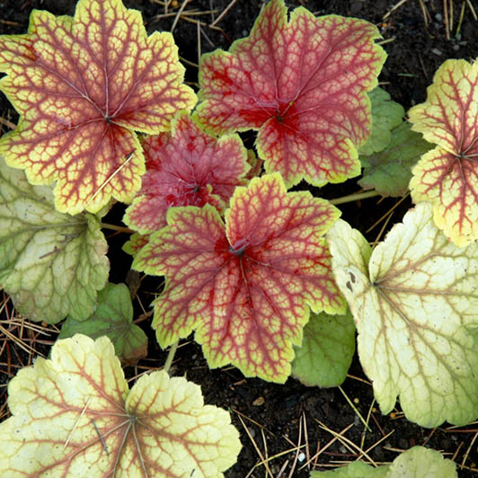 Heuchera and Heucherella