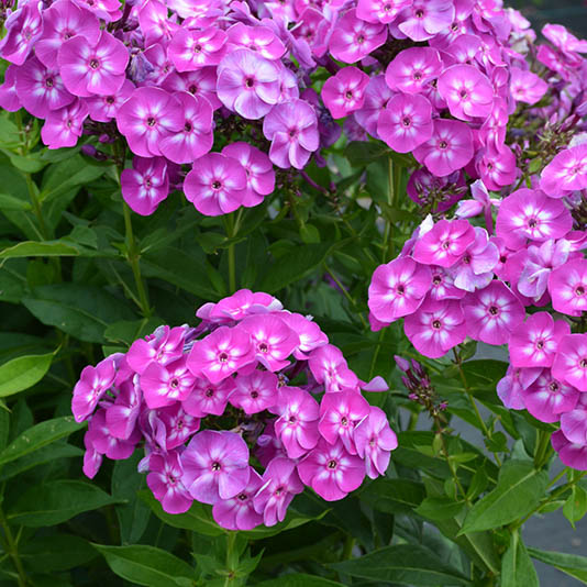 Phlox