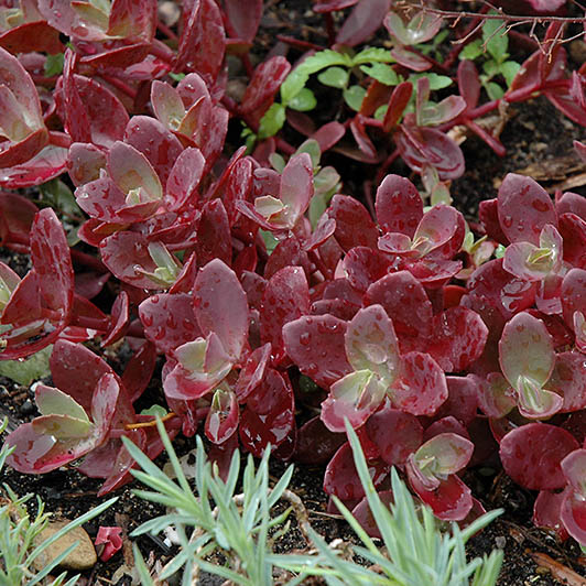 Sedum & Sempervirens