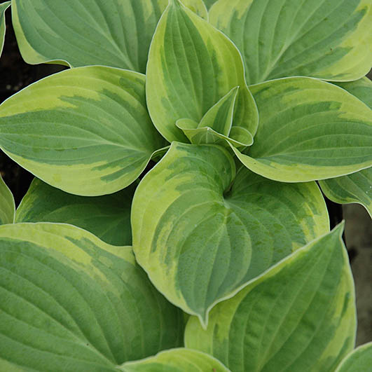 Hosta