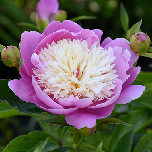 Paeonia (Peony)