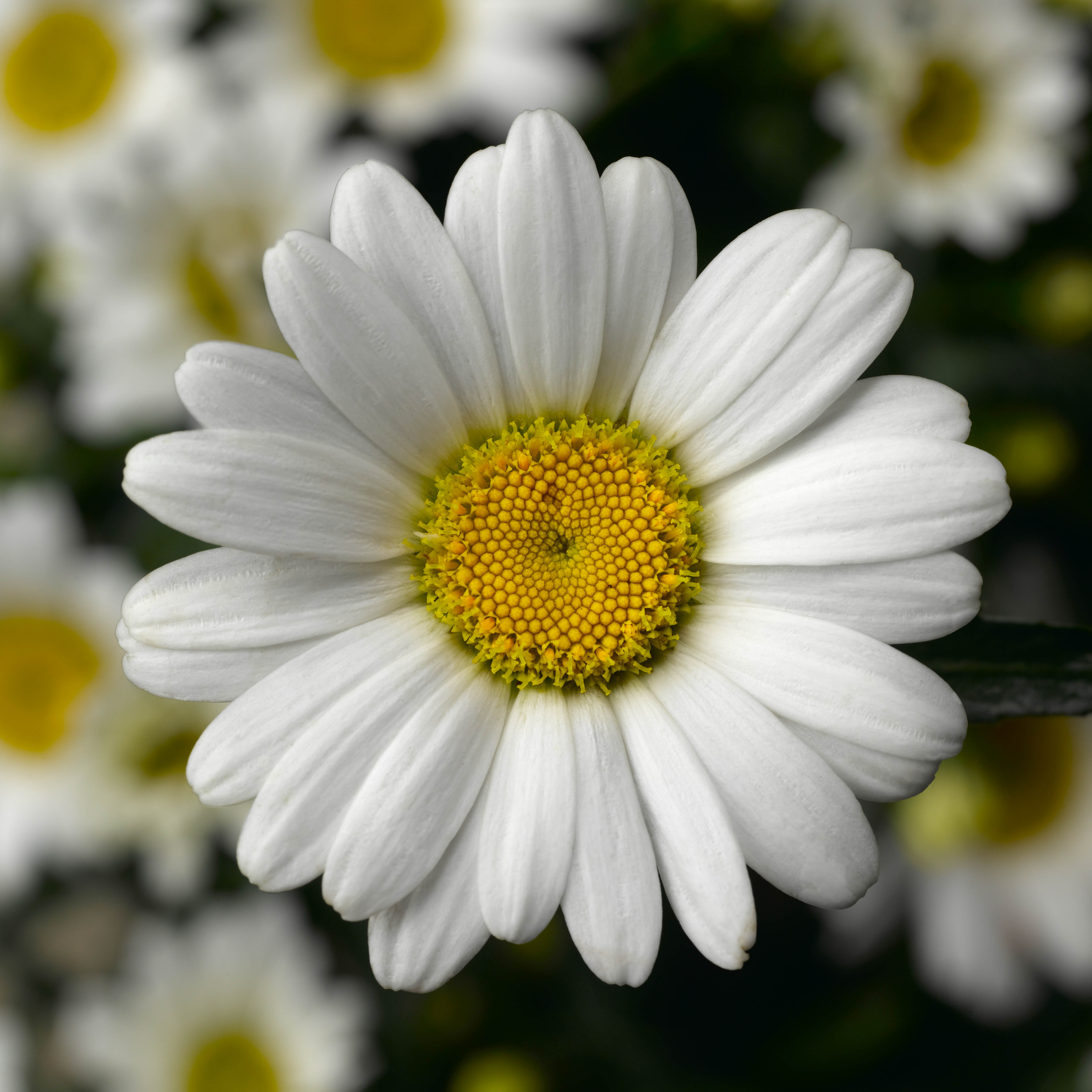 Shasta Daisy