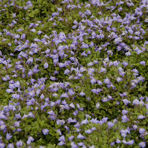 Ground Cover