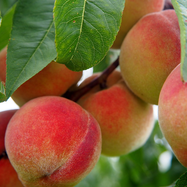 Fruit Trees and Fruit Shrubs