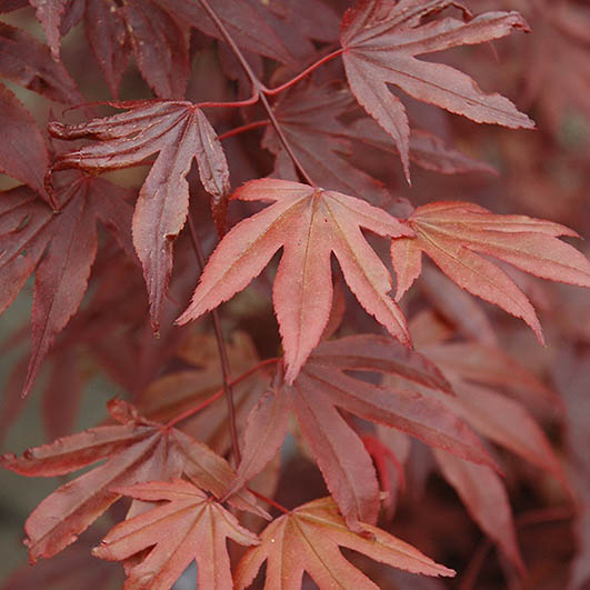 Japanese Maple