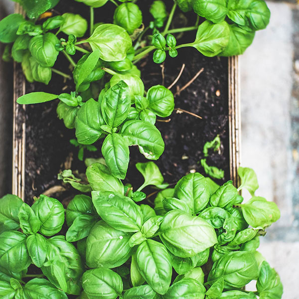 Seasonal Herbs