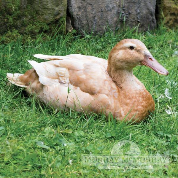Buff Orpington Duckling