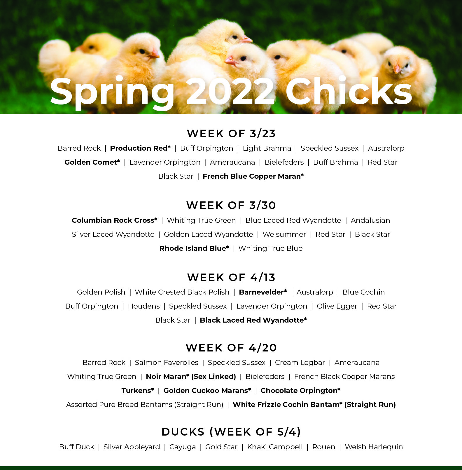 Chicks Schedule