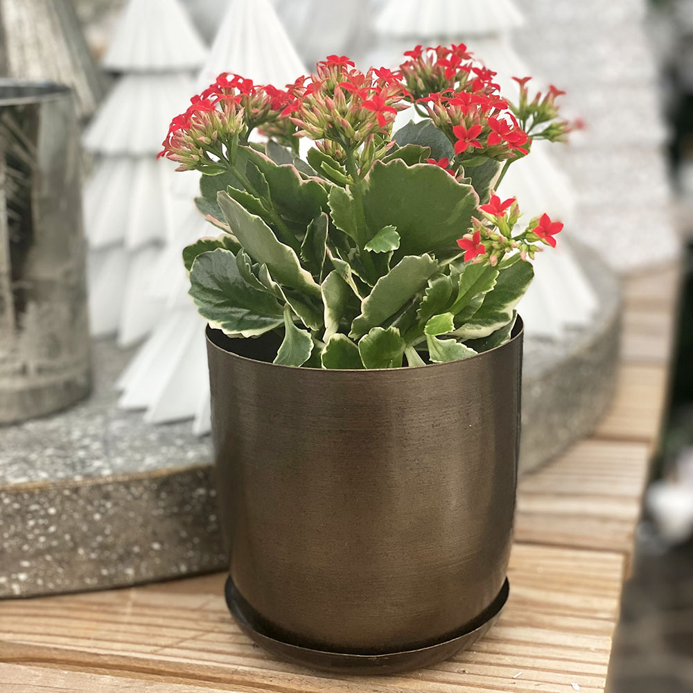 Flowering Houseplants