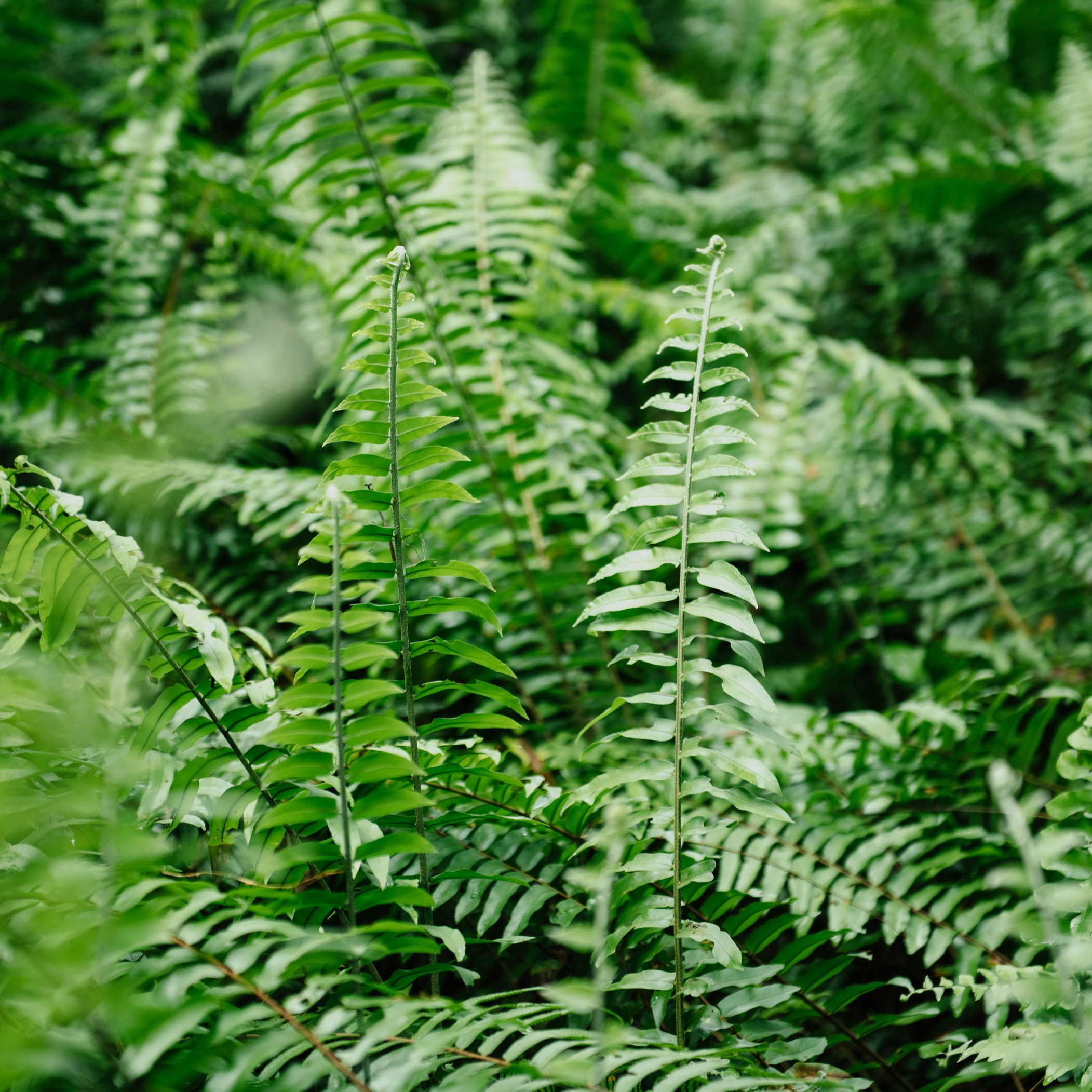 Ferns