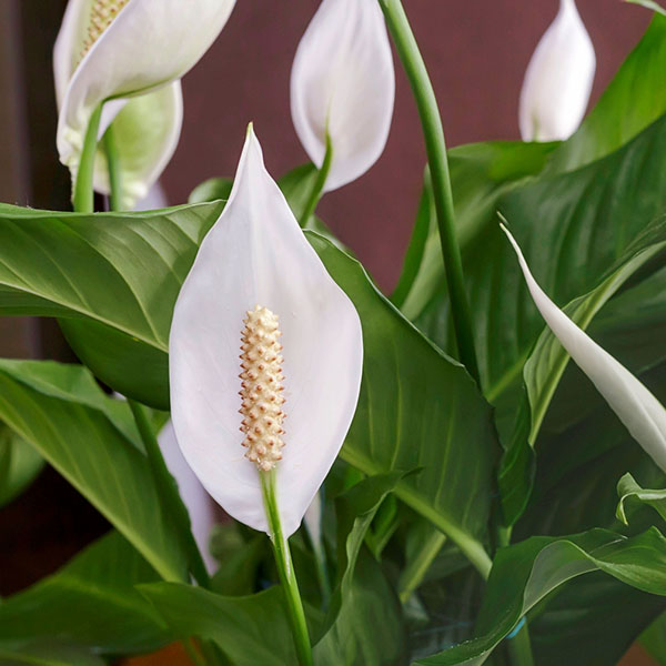 Spathiphyllum