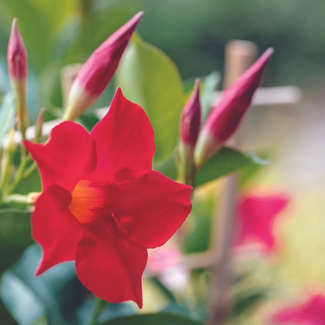 Flowering Tropical Houseplants