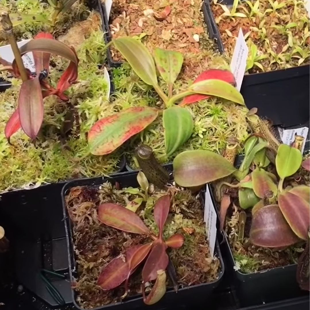 NEPENTHES MIX 3"