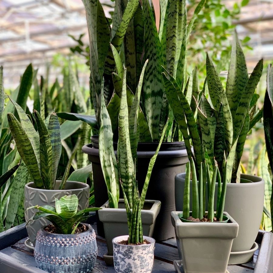 Sansevieria (Snake Plants)