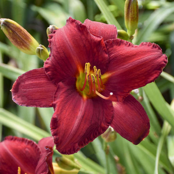 Daylilies