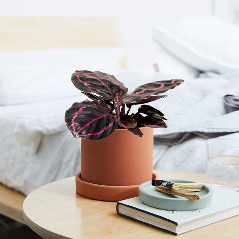 Calathea