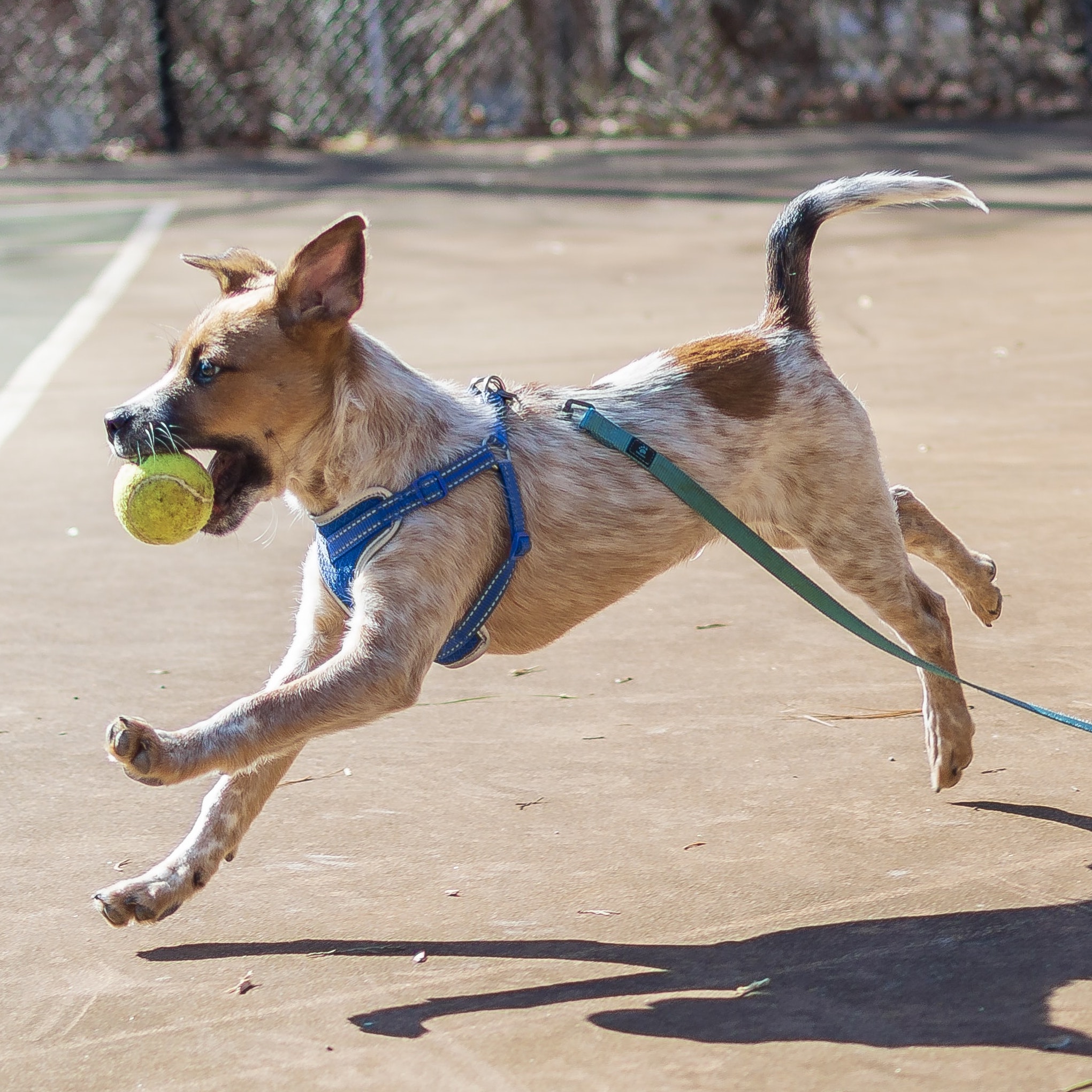 Canine Supplies