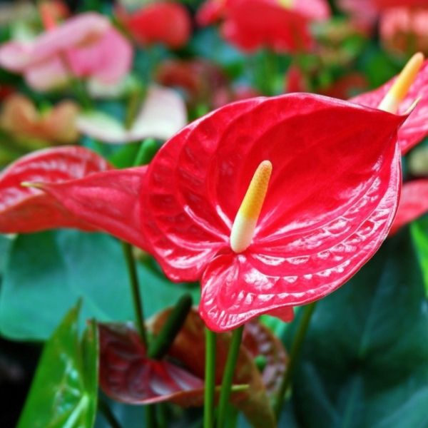 Anthurium