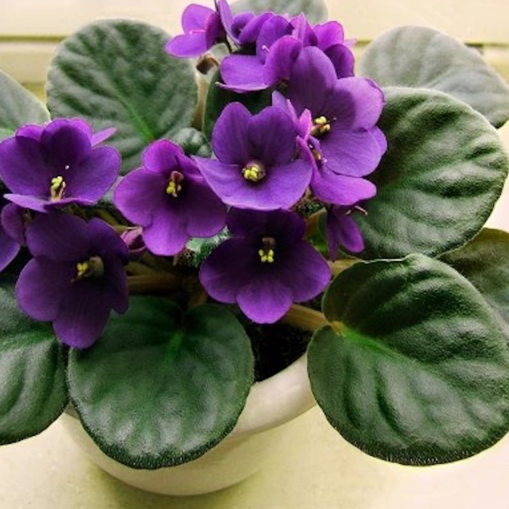 African Violet