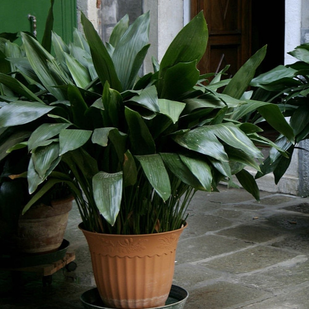 Aspidistra