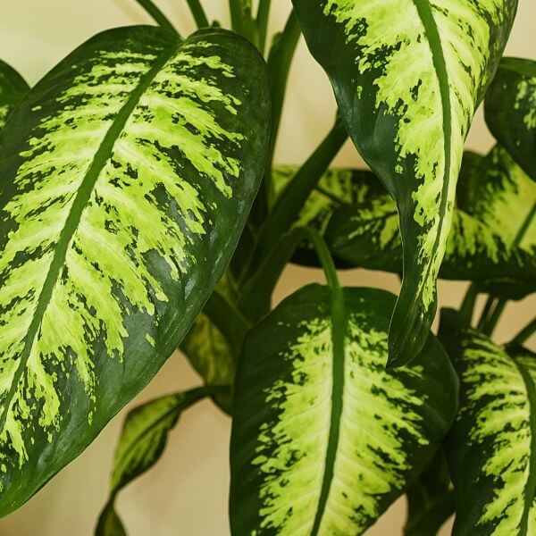 Dieffenbachia