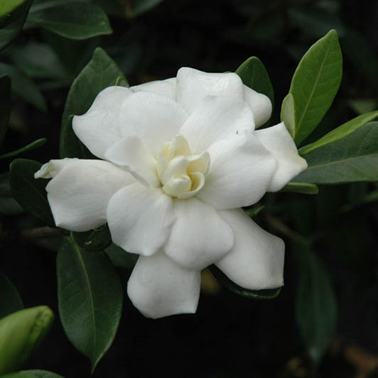 Gardenia