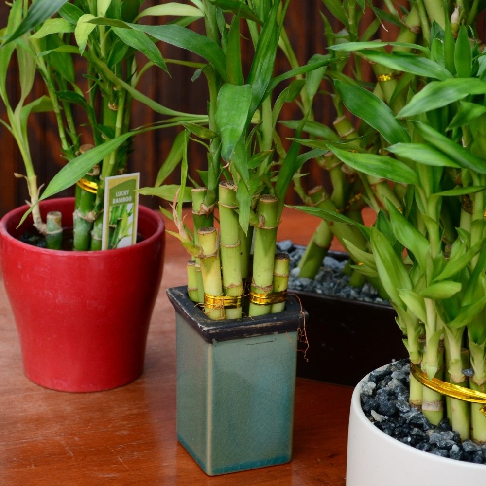 Lucky Bamboo