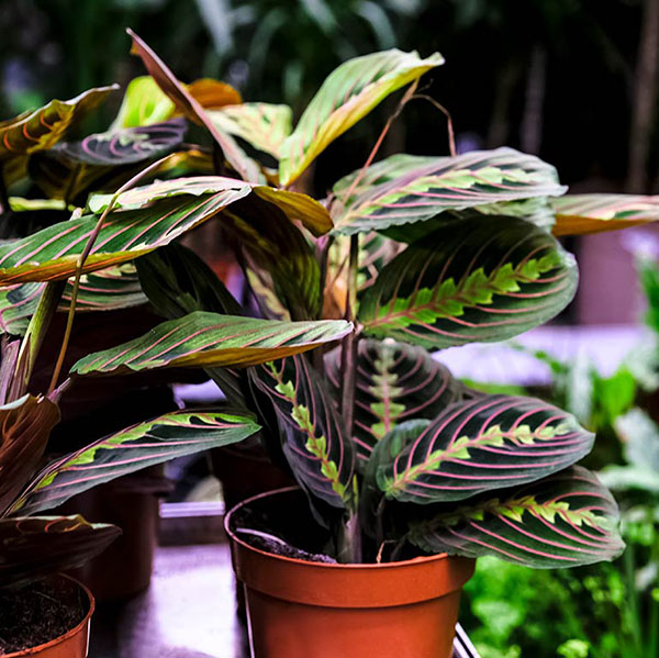 Maranta