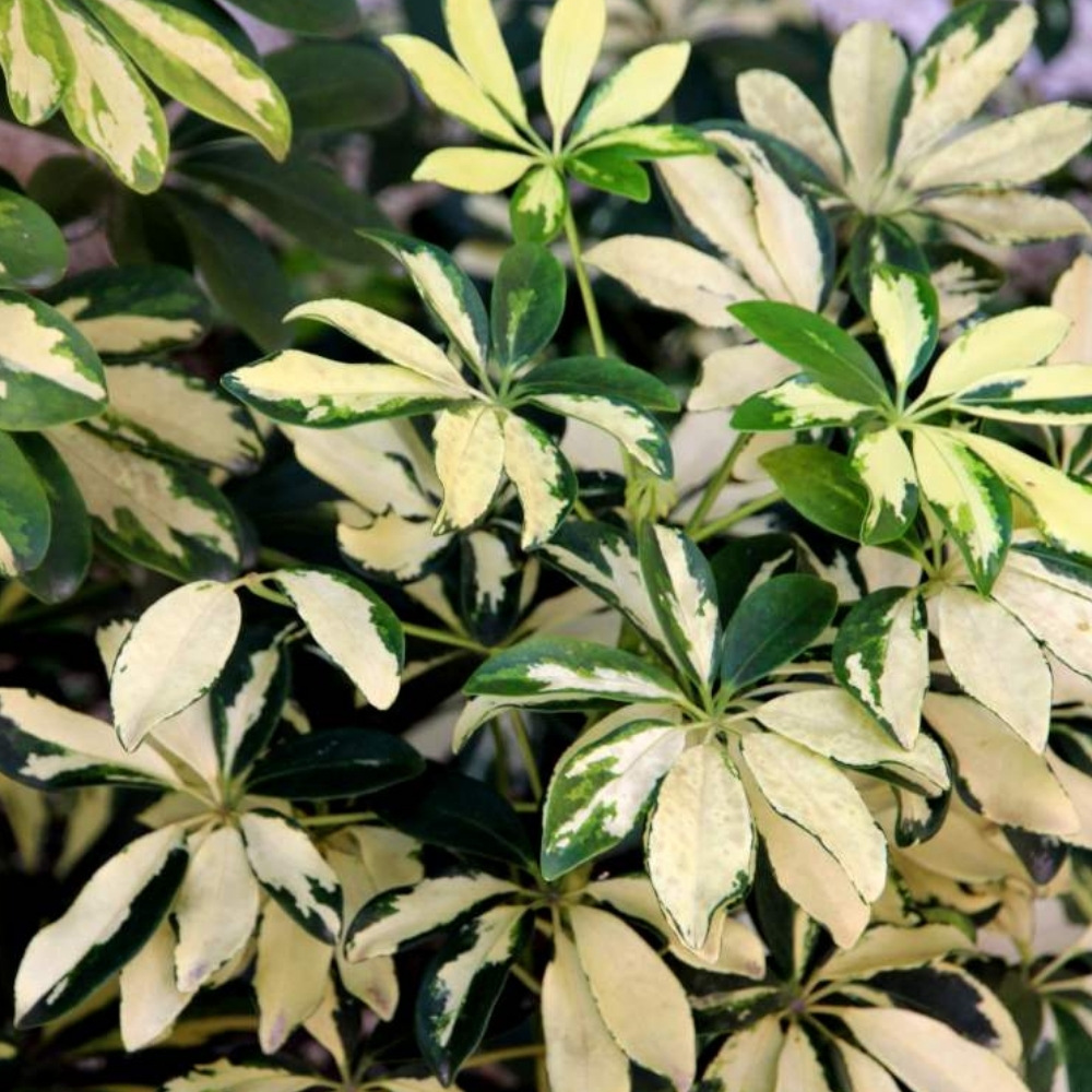 Schefflera