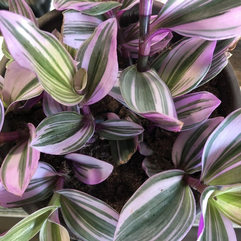 Tradescantia