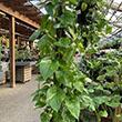POTHOS GOLDEN TOTEM 10" 4FT