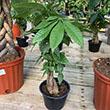 PACHIRA MONEY TREE 6"