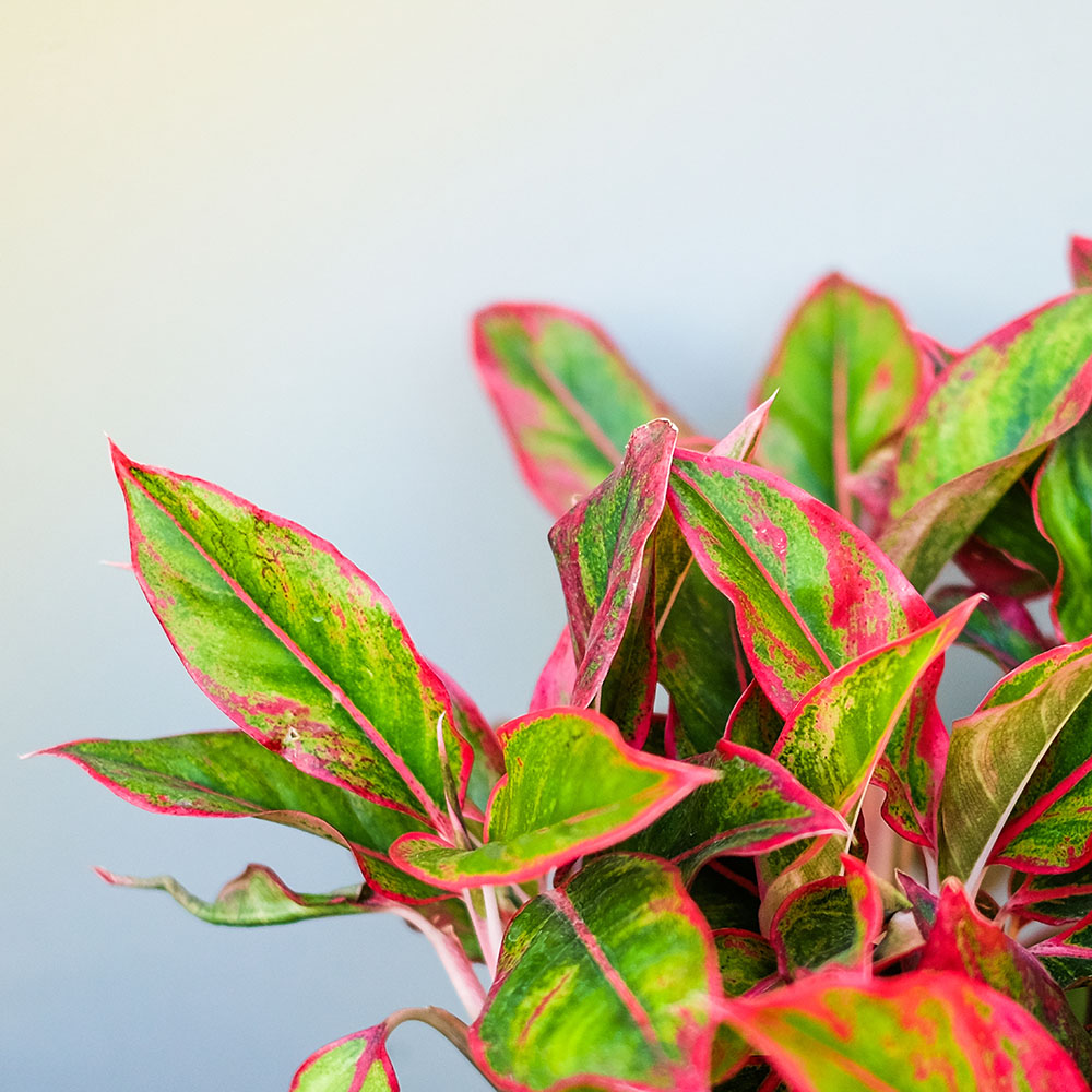 Aglaonema