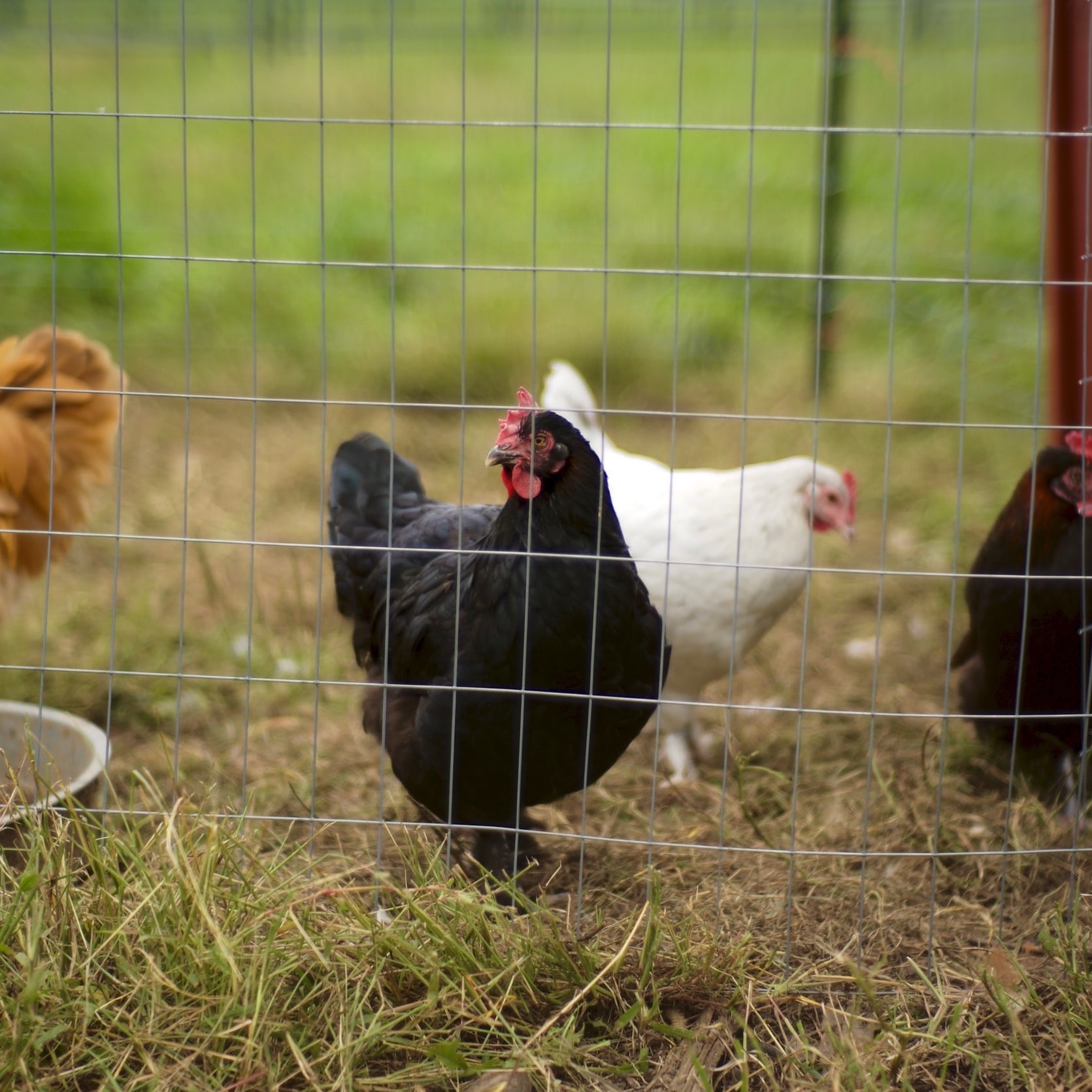 Back Yard Chicken