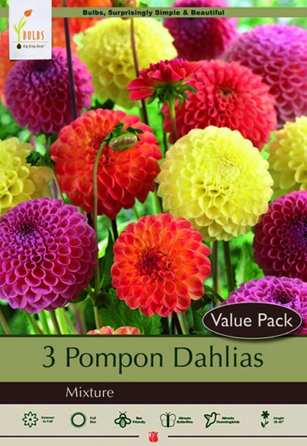 DAHLIA POMPON BLEND