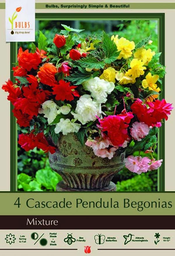 BEGONIA PENDULA MIX