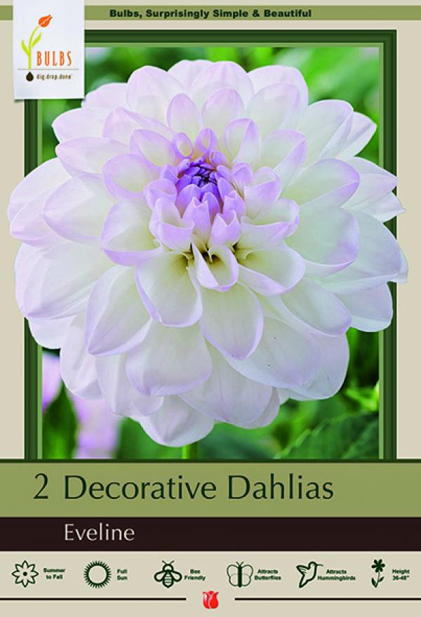 DAHLIA EVELINE