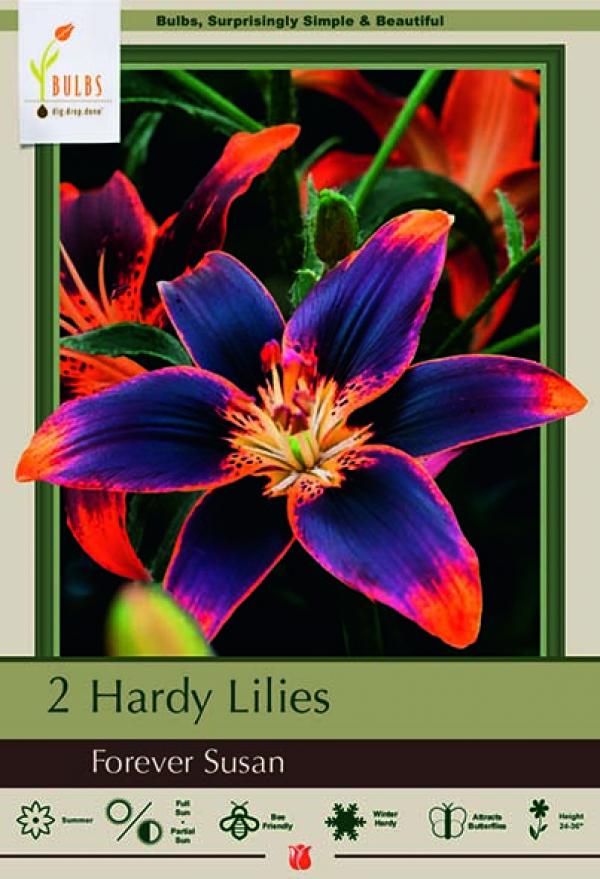 LILY ASIATIC FOREVER SUSAN