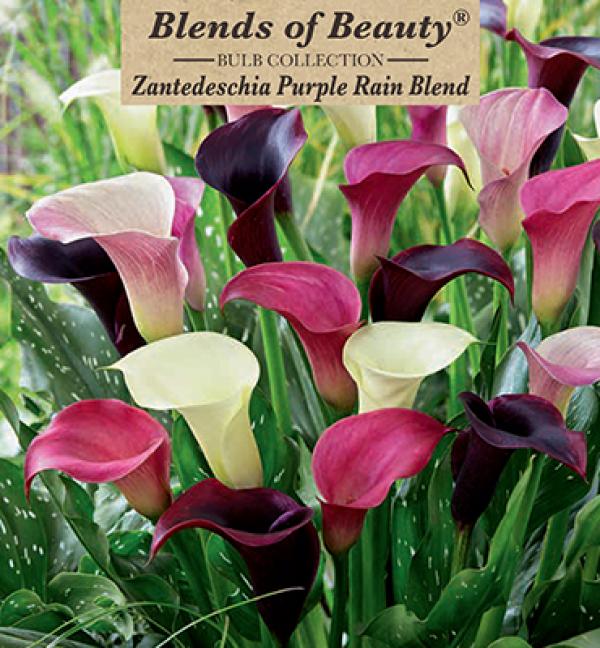 CALLA PURPLE RAIN MIX