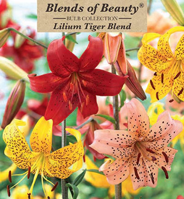 LILY TIGRINUM MIX