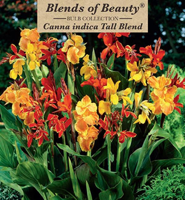 CANNA TALL BLEND 4PP