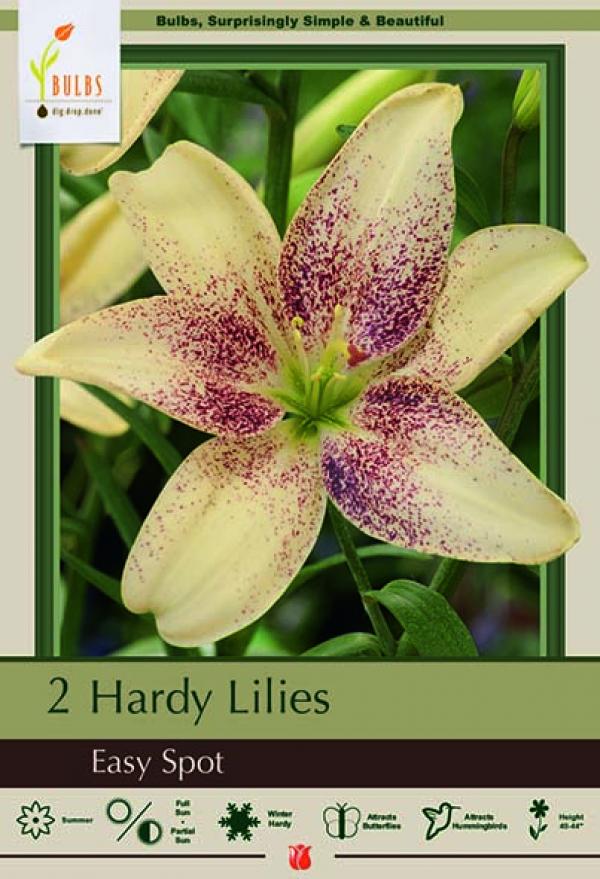 LILY ASIATIC EASY SPOT