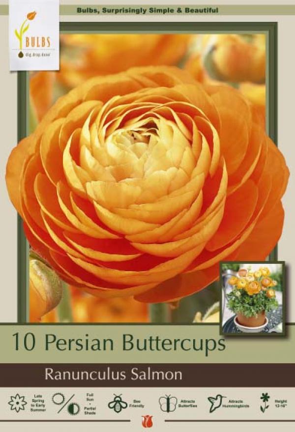 RANUNCULUS AVIV SALMON