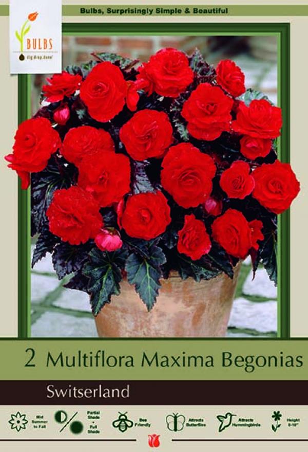 BEGONIA SWITSERLAND
