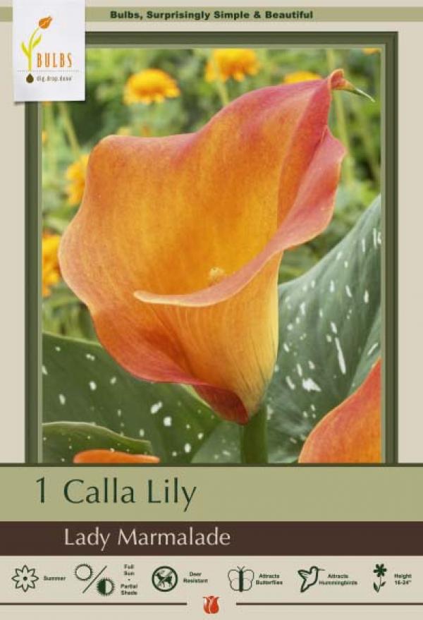 Departments CALLA LADY MARMALADE